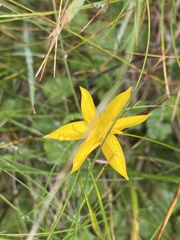Hypoxis hygrometrica