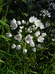 Allium neapolitanum