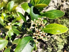 Olea capensis capensis