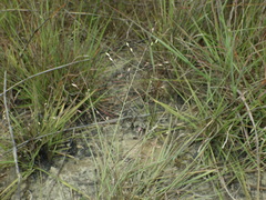 Panicum elegantissimum