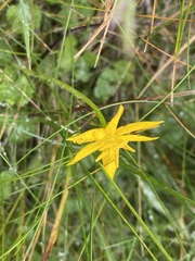 Hypoxis hygrometrica