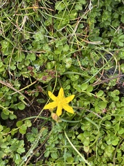 Hypoxis hygrometrica