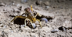 Gryllacrididae