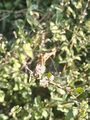 Erythrodiplax melanorubra