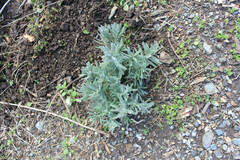 Lavandula angustifolia