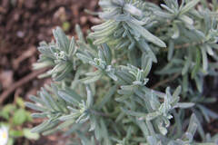 Lavandula angustifolia