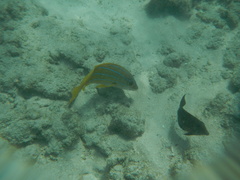 Lutjanus kasmira