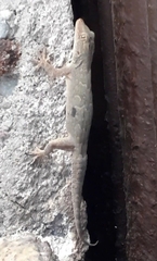 Hemidactylus leschenaultii