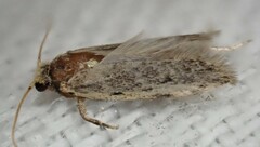 Hoplostega ochroma