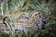Coturnix pectoralis