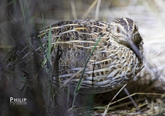 Coturnix pectoralis