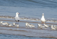 Chroicocephalus brunnicephalus