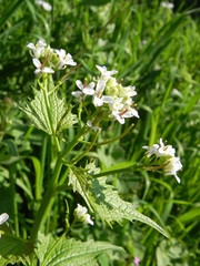Alliaria petiolata