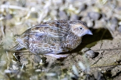 Turnix pyrrhothorax
