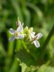 Alliaria petiolata