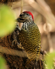Campethera abingoni suahelica