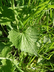Alliaria petiolata