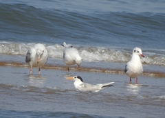 Thalasseus bengalensis