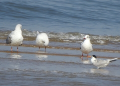 Chroicocephalus ridibundus