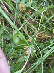 Epilobium billardiereanum
