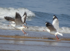 Chroicocephalus brunnicephalus