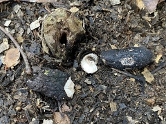 Xylaria polymorpha
