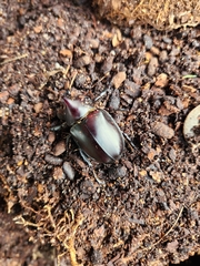 Xylotrupes australicus