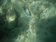 Holothuria atra
