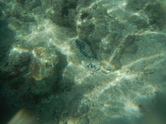 Holothuria atra