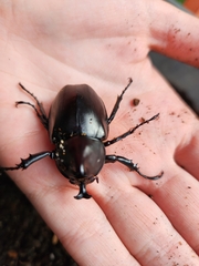 Xylotrupes australicus