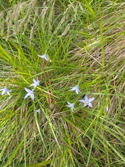 Wahlenbergia ceracea