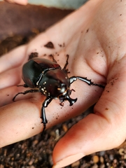 Xylotrupes australicus