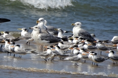 Thalasseus bengalensis