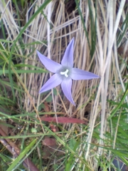 Wahlenbergia ceracea