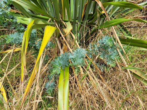 Acacia baileyana