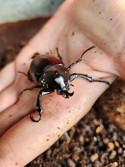 Xylotrupes australicus