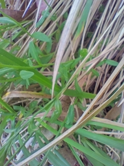 Wahlenbergia ceracea