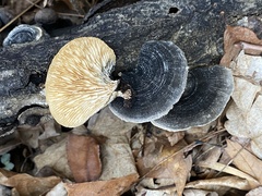 Trametes betulina