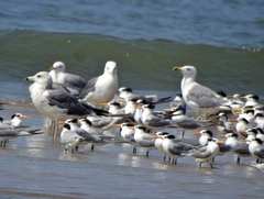 Larus fuscus barabensis