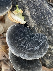 Trametes betulina