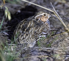 Coturnix pectoralis