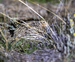 Coturnix pectoralis