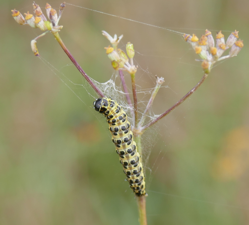 Carrot Seed Moth