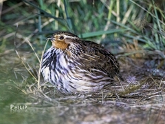 Coturnix pectoralis