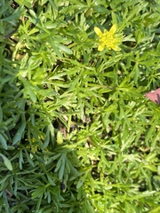 Ranunculus amphitrichus