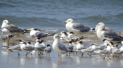 Thalasseus bengalensis