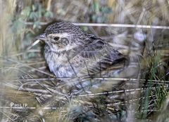 Mirafra javanica