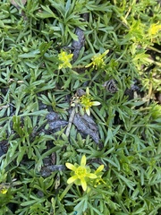 Ranunculus amphitrichus