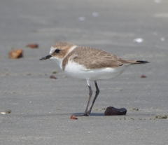 Charadrius alexandrinus