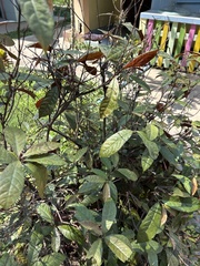 Excoecaria cochinchinensis